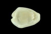 藏品(黃寶螺)的圖片